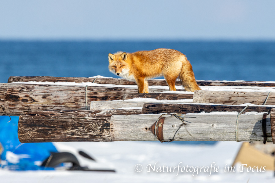 Ezo Rotfuchs (Vulpes vulpes schrenckii) 05- Japan