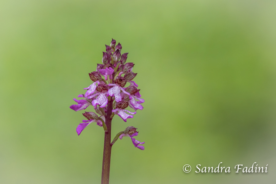 Purpur-Knabenkraut (Orchis purpurea) 02