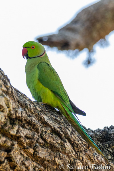 Halsbandsittich (Psittacula krameri) 05 - Sri Lanka