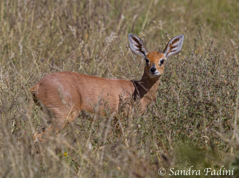 Steinböckchen (Raphicerus campestris) 02 - Böckchen (Namibia)