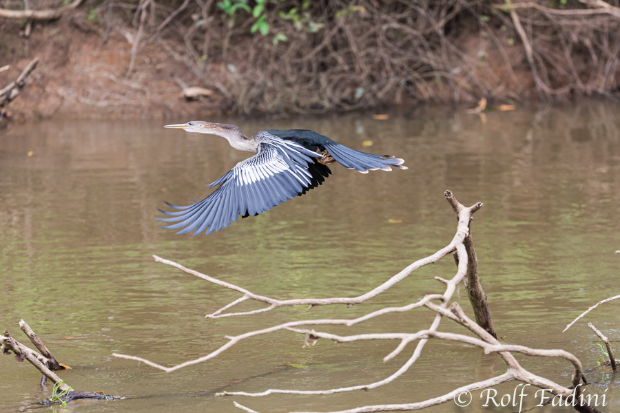 Amerikanische Schlangenhalsvogel (Anhinga anhinga) 03 - Costa Rica