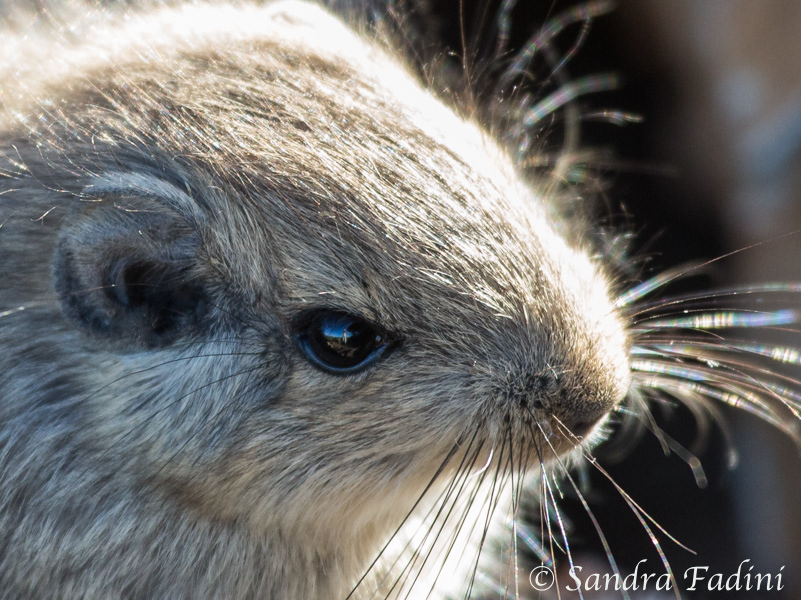 Felsenratte (Petromus typicus) 01 - Jungtier (Namibia)