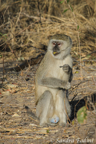 Südliche Grünmeerkatze (Chlorocebus pygerythrus) 02 - Männchen (Botswana)