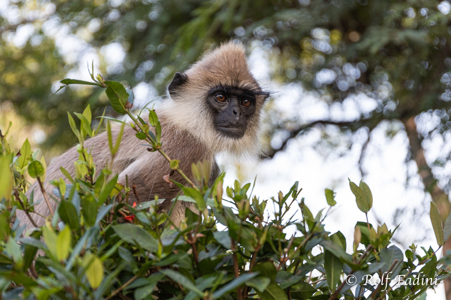 Hanuman-Langur (Semnopithecus) 12 - Sri Lanka