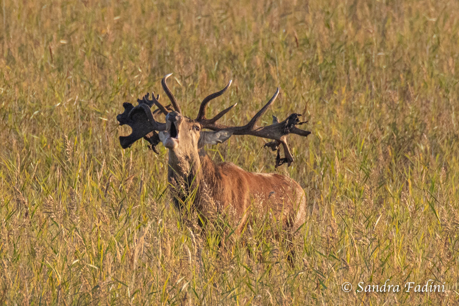 Rothirsch (Cervus elaphus) 02