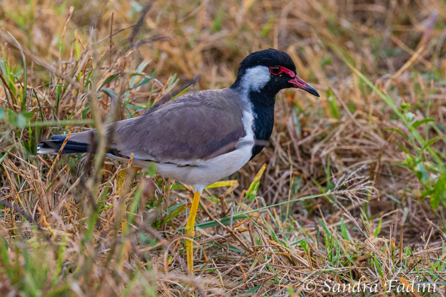 Rotlappenkiebitz (Vanellus indicus) 01 - Sri Lanka
