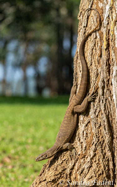 Bengalenwaran (Varanus bengalensis) 04 - Sri Lanka