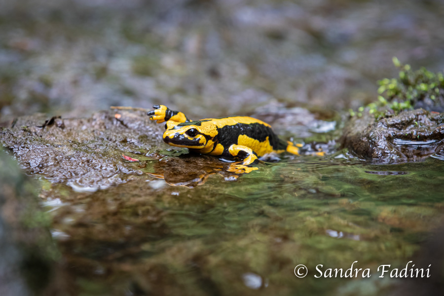 Feuersalamander (Salamandra salamandra terrestris) 02