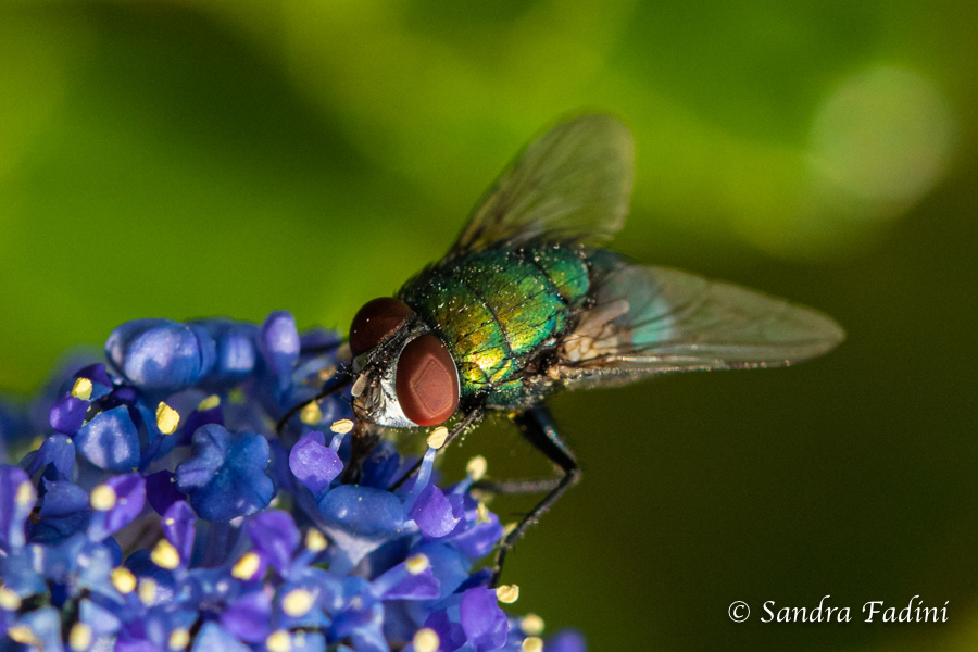 Goldfliege (Lucilia sericata) 01
