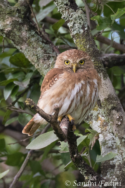 Costa Rica-Sperlingskauz (Glaucidium costaricanum) 01 - Costa Rica