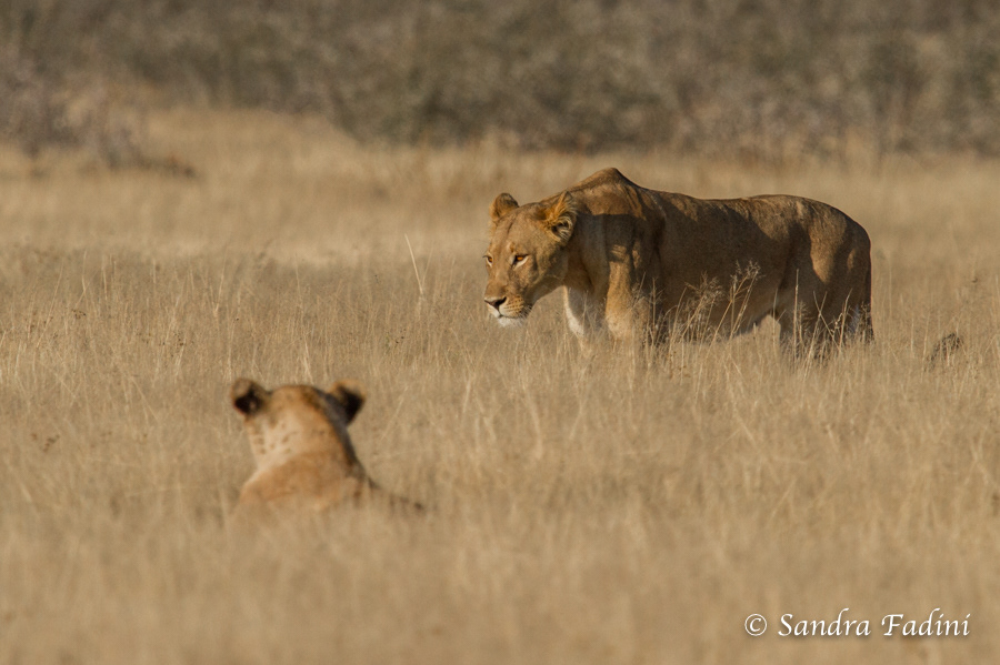 Löwe (Panthera leo) 07 - Namibia