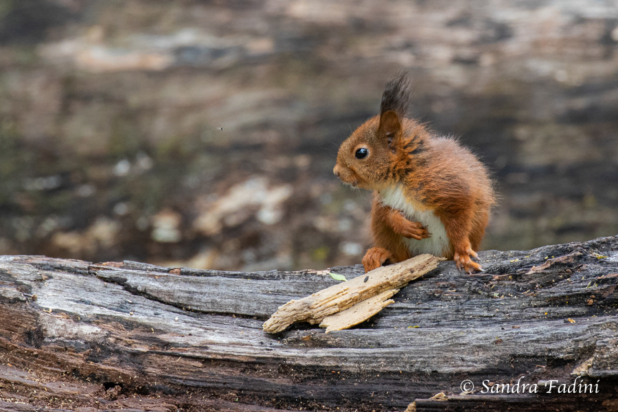 Eurasisches Eichhörnchen (Sciurus vulgaris) 03 - Jungtier