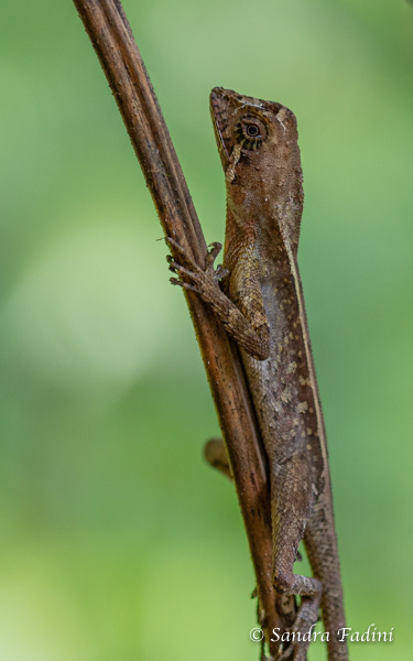 Wiegmanns Agame (Otocryptis wiegmanni) 03 - Sri Lanka