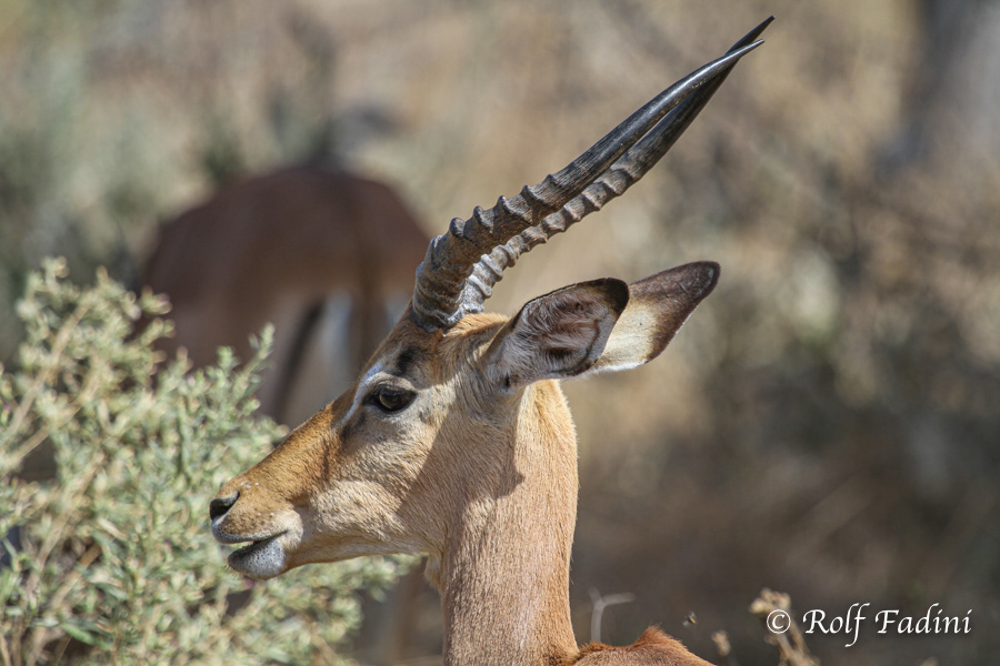 Schwarzfersenantilope (Aepyceros melampus) 05 - Botswana