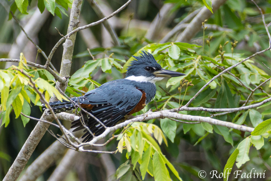 Rotbrustfischer (Megaceryle torquata) 01 - Costa Rica