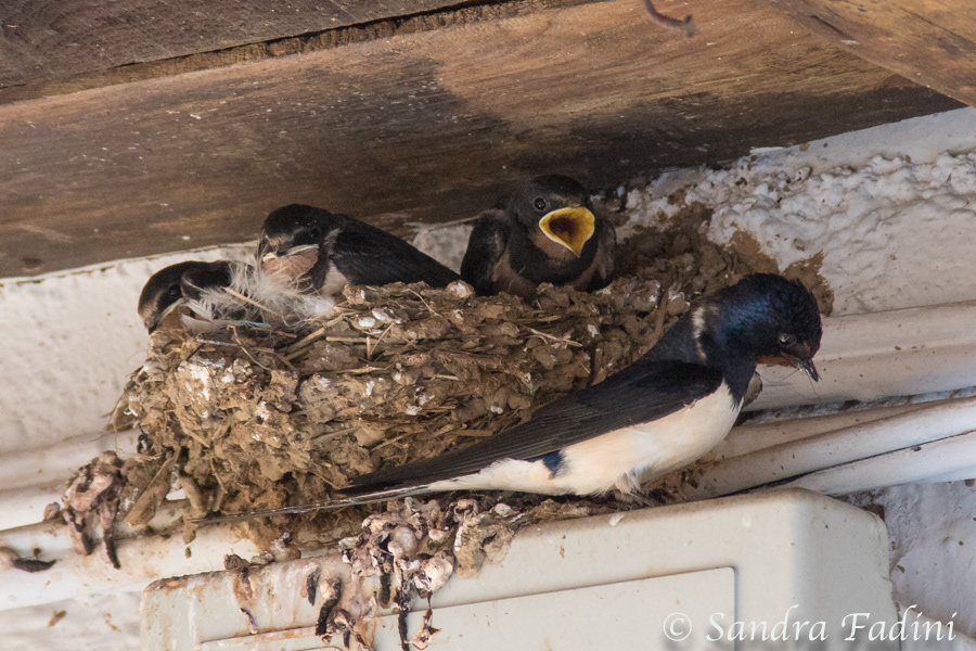 Rauchschwalbe (Hirundo rustica) 04 - Spanien