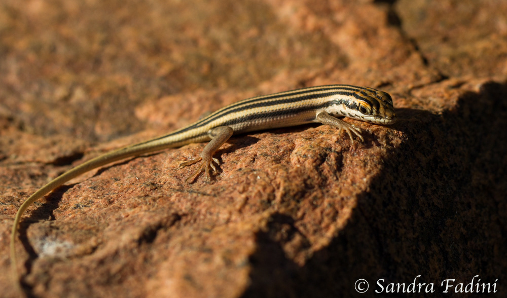 Skink 01 - Namibia