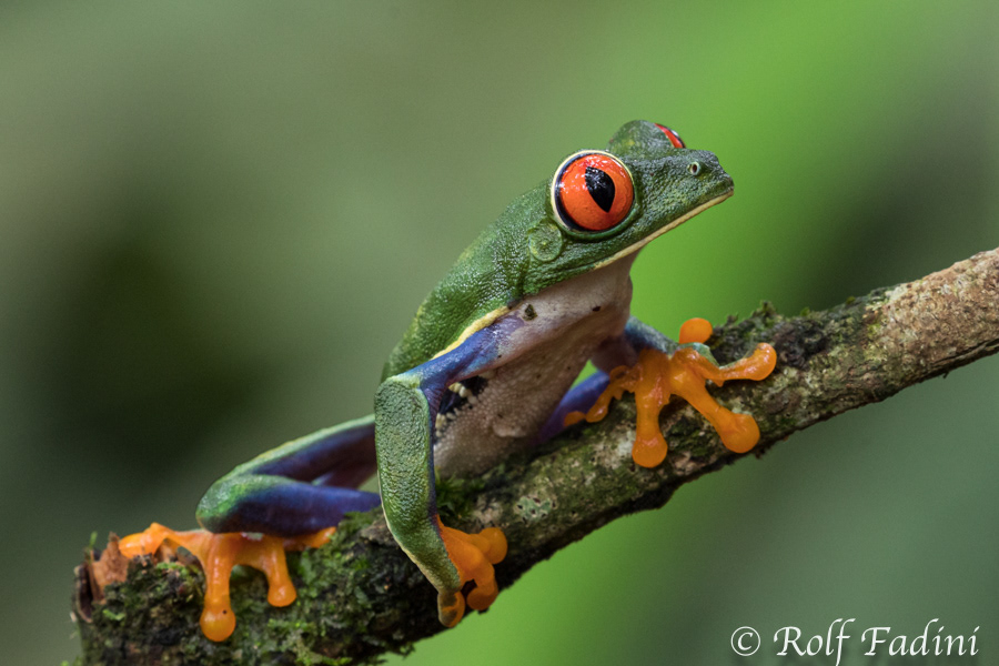 Rotaugenlaubfrosch (Agalychnis callidryas) 02 - Costa Rica