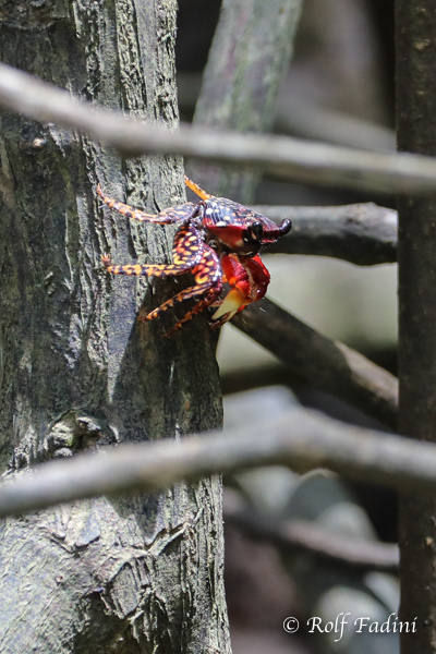 Landkrabbe (Gecarcinus quadratus) 01 - Costa Rica