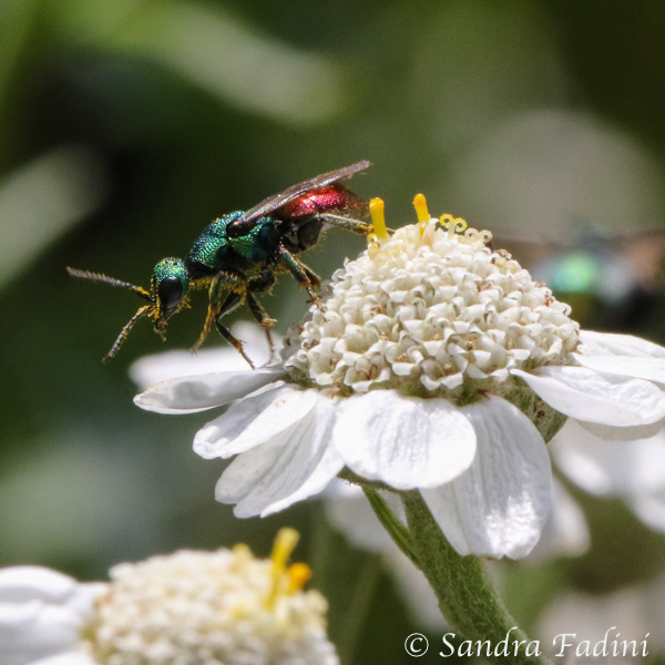 Sand-Goldwespe (Hedychrum nobile) 02 - auf Sumpf-Schafgarbe (Achillea ptarmica)
