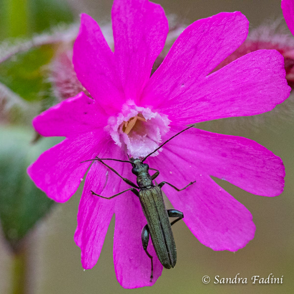 Grüner Scheinbockkäfer (Oedemera nobilis) 01 - Männchen