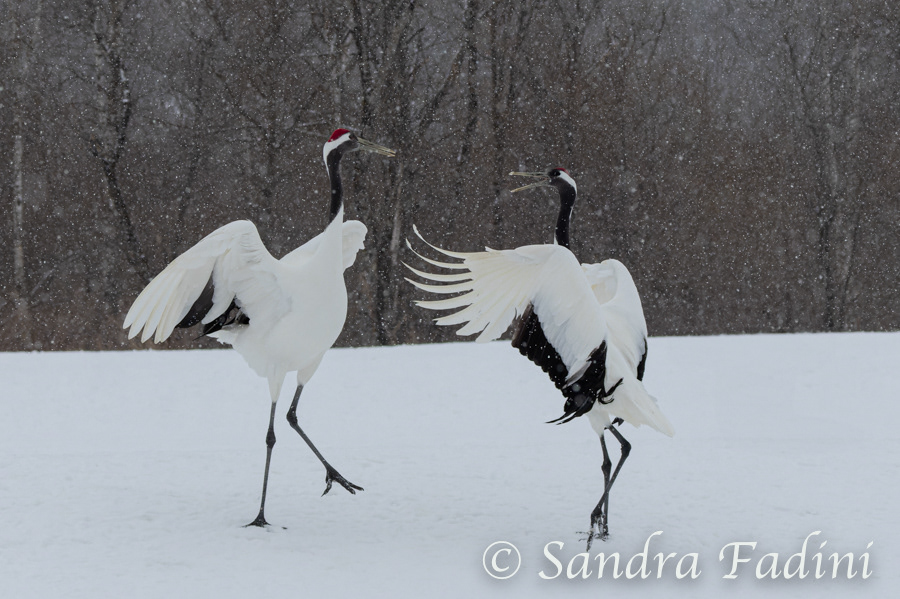 Mandschurenkranich (Grus japonensis) 12 - Tanz der Kraniche (Japan)
