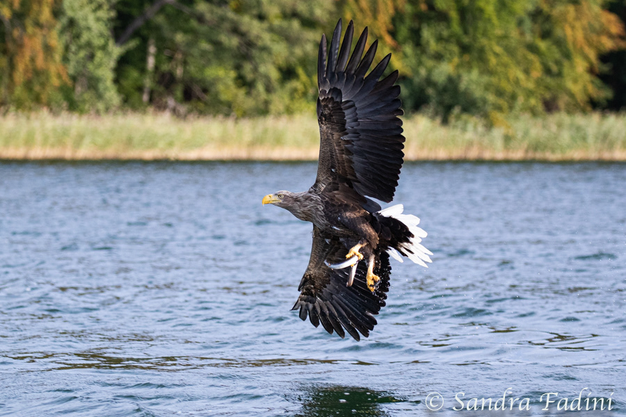 Seeadler (Haliaeetus albicilla) 08