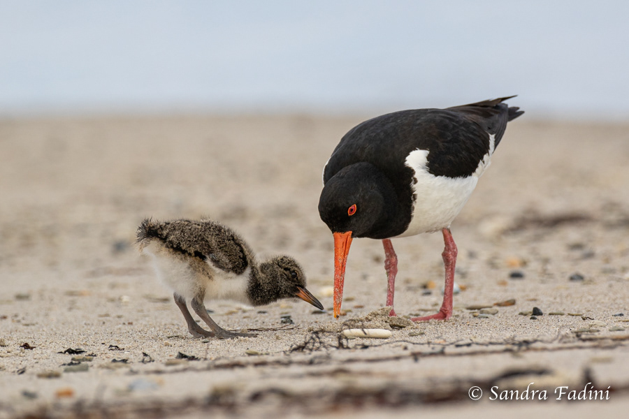 Austernfischer (Haematopus ostralegus) 04 - mit Jungvogel