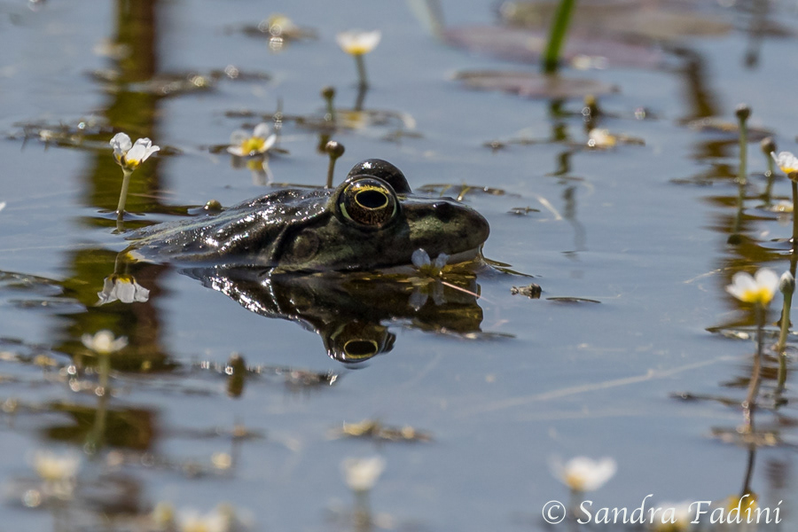 Kleiner Wasserfrosch (Rana lessonae) 01 - Rumänien
