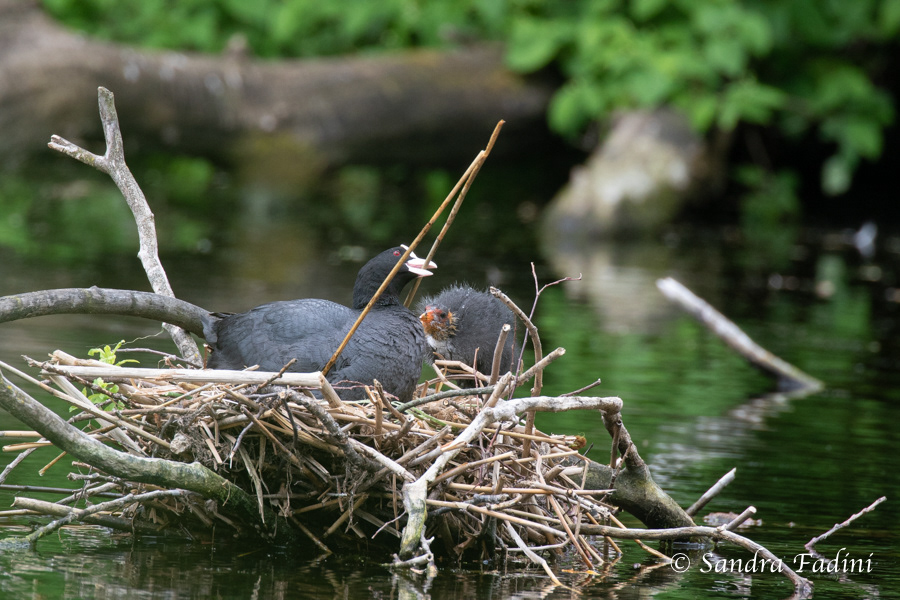 Blässhuhn (Fulica atra) 07 - Elterntier mit Küken im Nest
