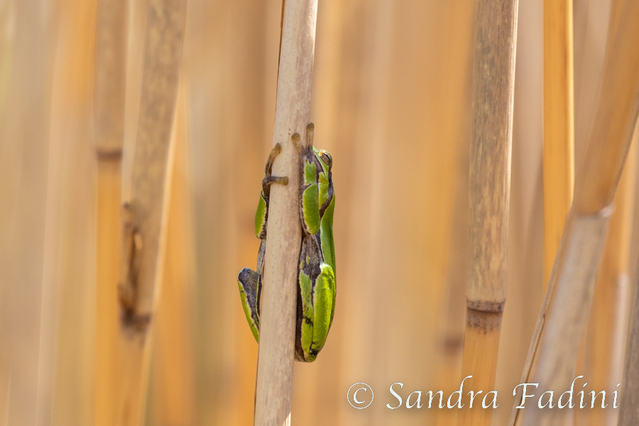 Laubfrosch (Hyla arborea) 02 - Österreich