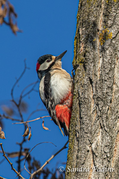 Buntspecht (Dendrocopos major) 01