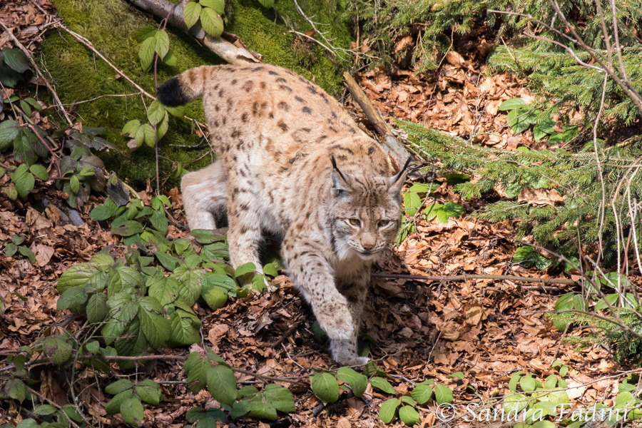 Eurasischer Luchs (Lynx lynx) 17 - captive