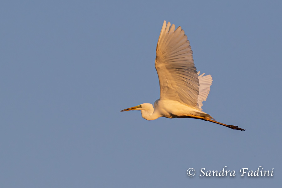 Silberreiher (Egretta alba) 02 - Österreich