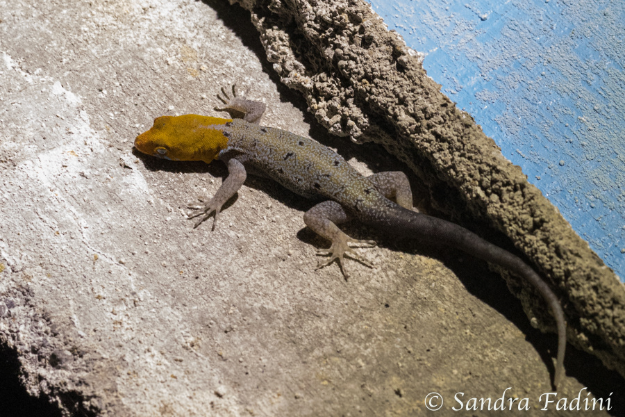 Gelbkopfgecko (Gonatodes albogularis) 01 - Costa Rica