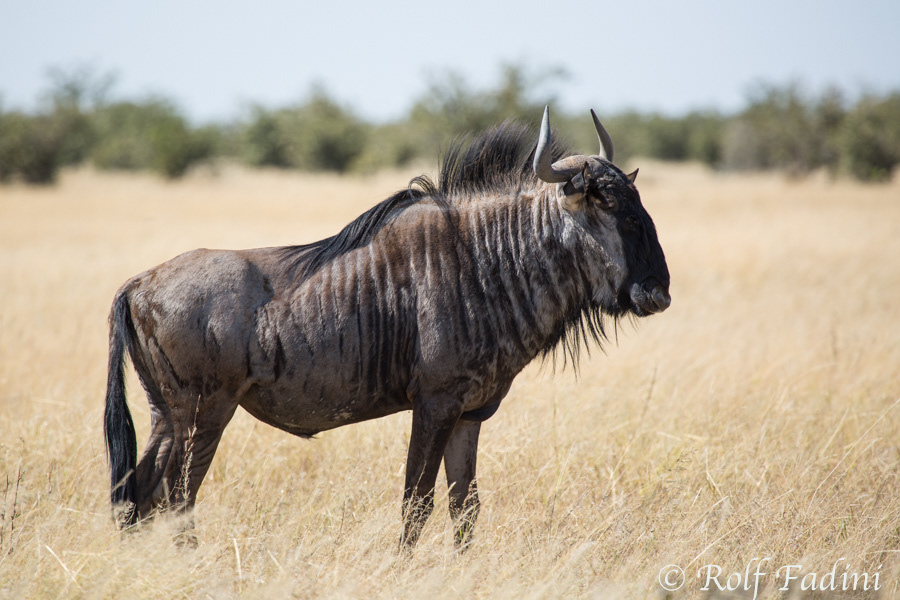 Streifengnu (Connochaetes taurinus) 02 - Namibia