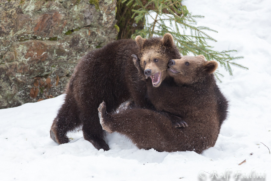 Braunbär (Ursus arctos) 02 - captive