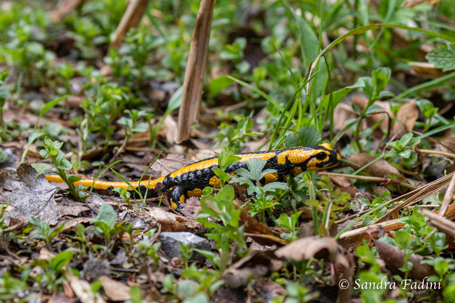 Feuersalamander (Salamandra salamandra terrestris) 09