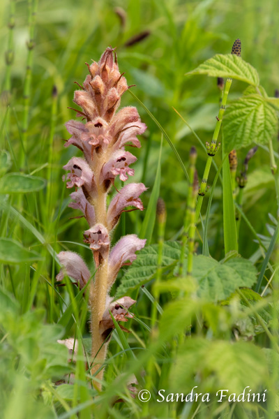 Nelken-Sommerwurz (Orobanche caryophyllacea) 01