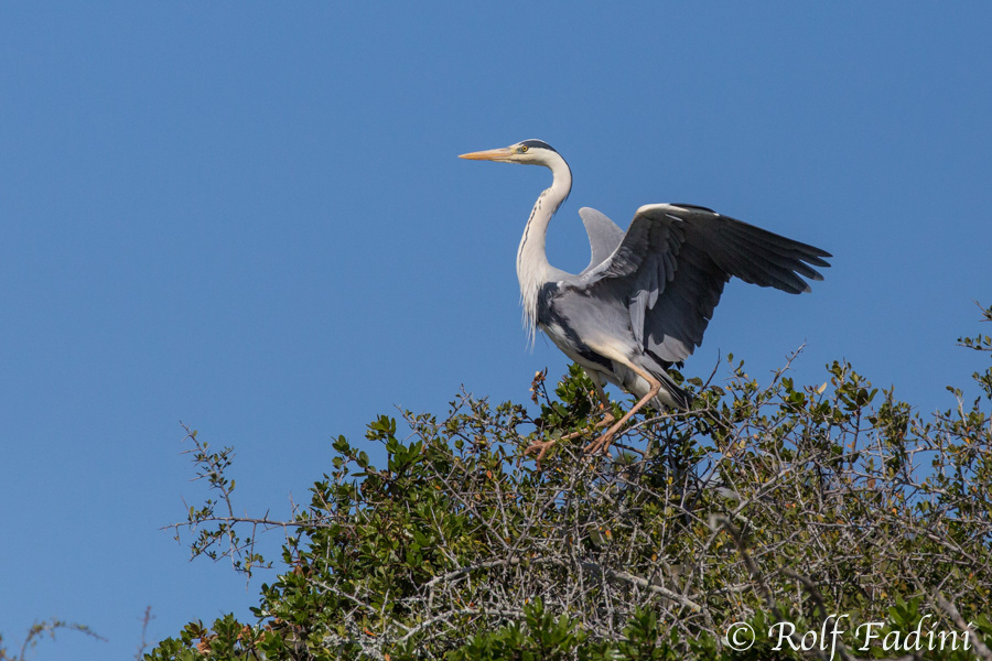 Graureiher (Ardea cinerea) 05 - Südafrika