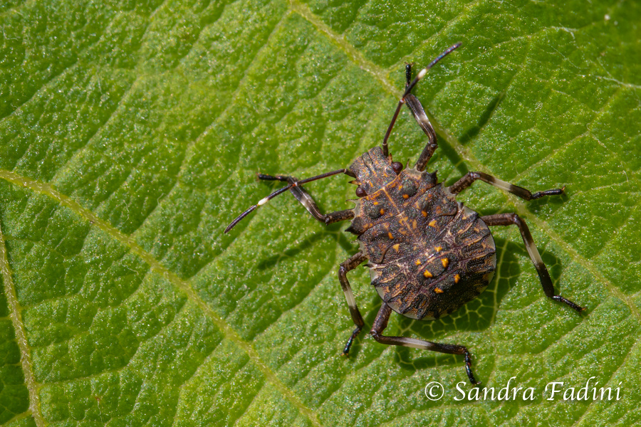 Marmorierte Baumwanze (Halyomorpha halys) 01 - im 5. Nymphenstadium