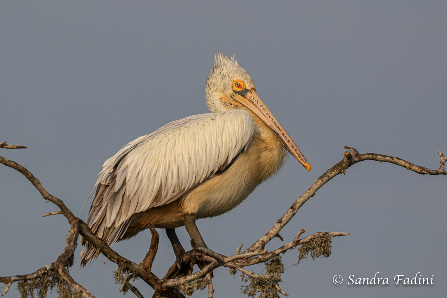 Graupelikan (Pelecanus philippensis) 01 - Sri Lanka