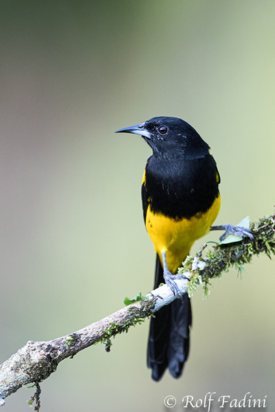 Schwarzkleidtrupial (Icterus prosthemelas) 02 - Costa Rica
