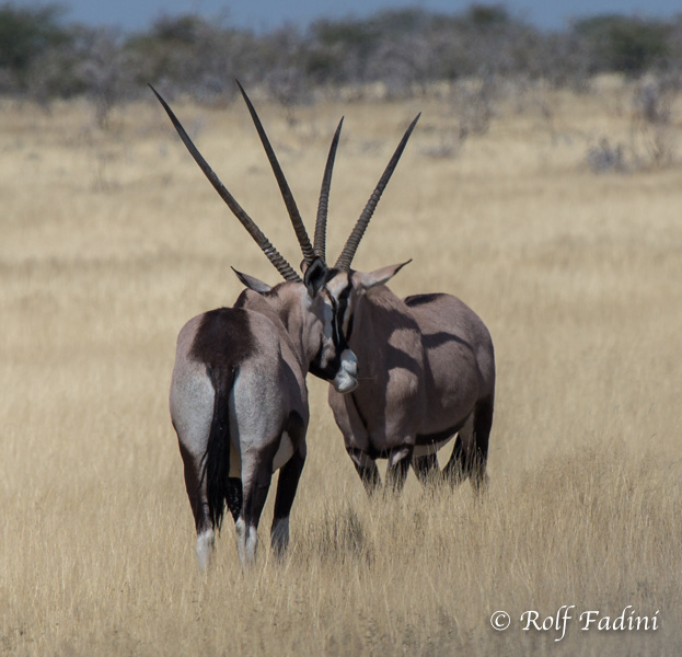 Spießbock oder Südliche Oryx (Oryx gazella) 03 - Namibia