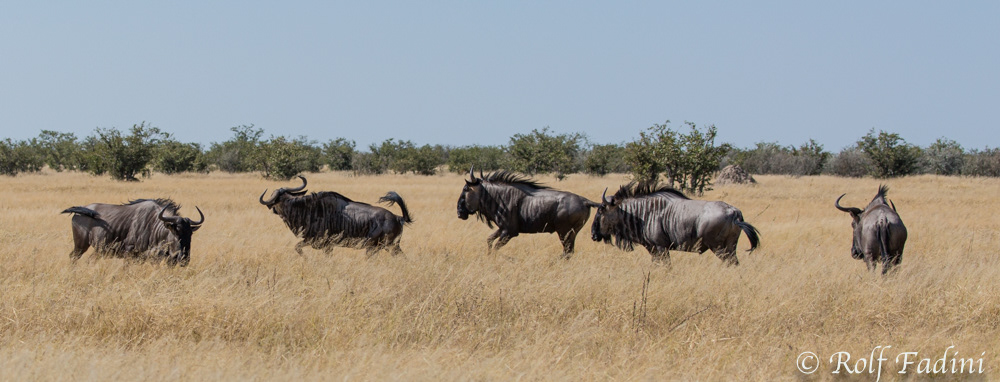 Streifengnu (Connochaetes taurinus) 03 - Namibia