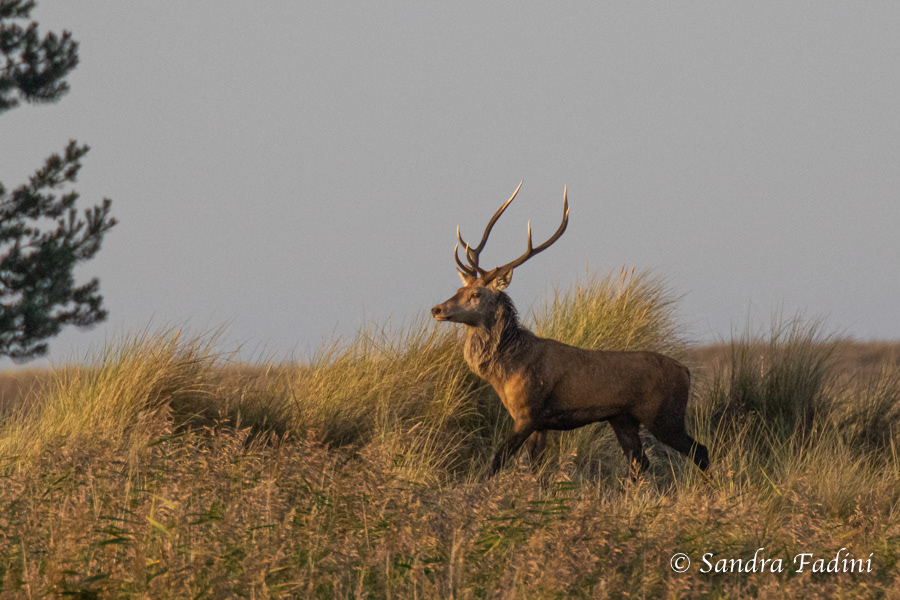Rothirsch (Cervus elaphus) 04