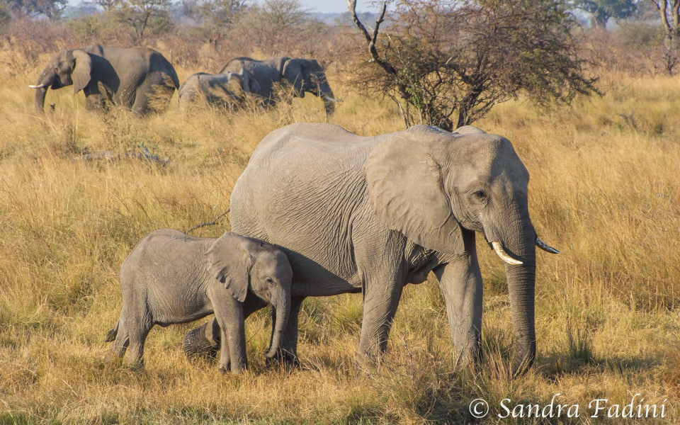 Afrikanische Elefanten (Loxodonta africana) 09 - Muttertier mit Jungem (Namibia)