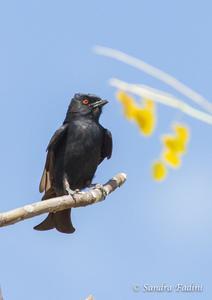 Trauerdrongo (Dicrurus adsimilis) 02 - Namibia