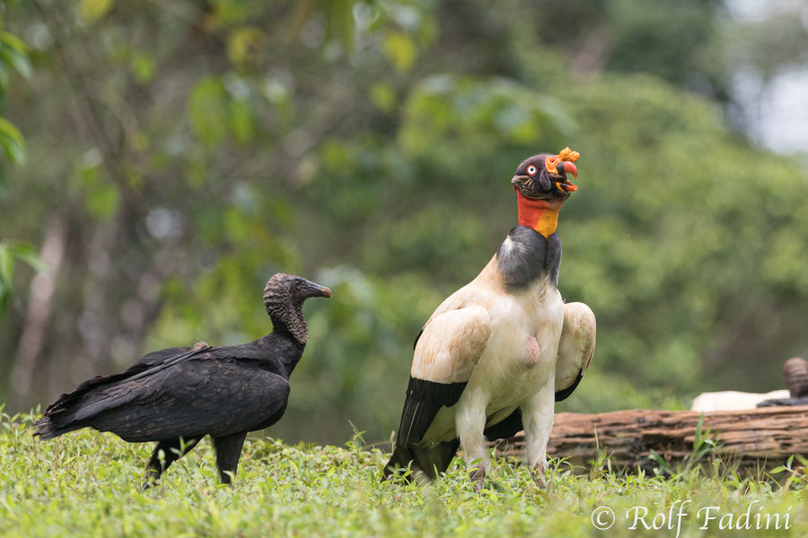Königsgeier (Sarcoramphus papa) 12 - Costa Rica