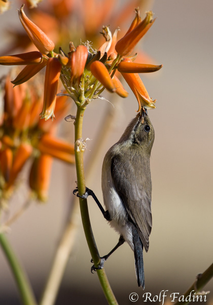 Weissbrust- Sonnenvogel (cinnyris talatala) 02 - Weibchen (Namibia)